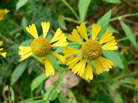 {Helenium autumnale}